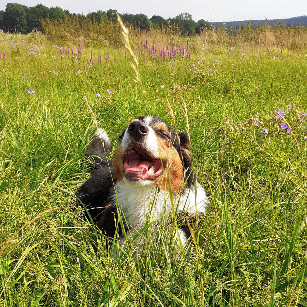 Soutěžní fotografie - Kendy,  Australský ovčák