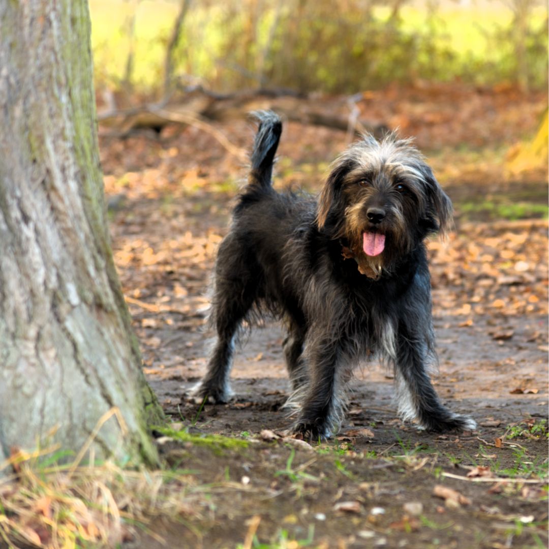 Soutěžní fotografie - Harvey,  Ostatní