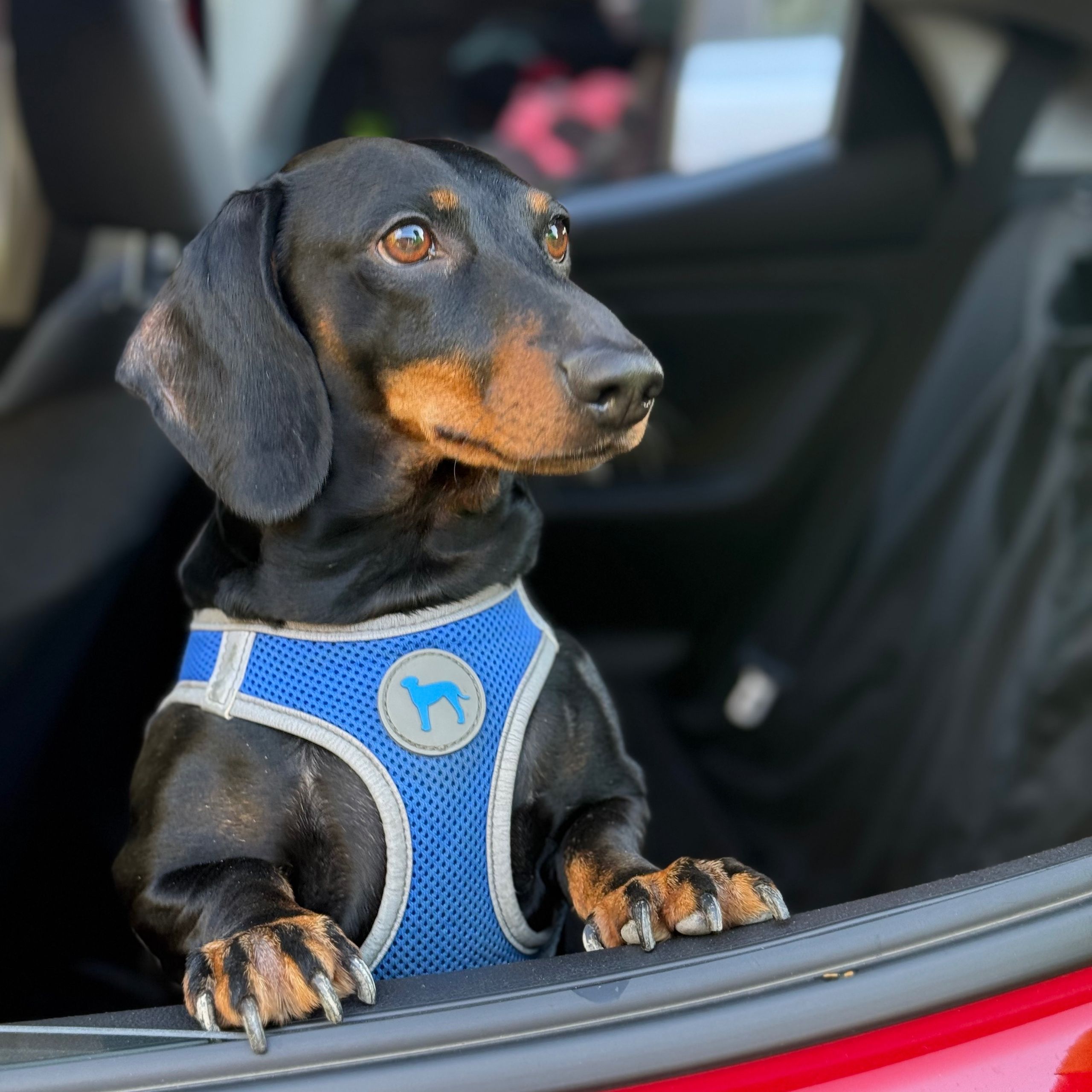 Soutěžní fotografie - Beník,  Jezevčík