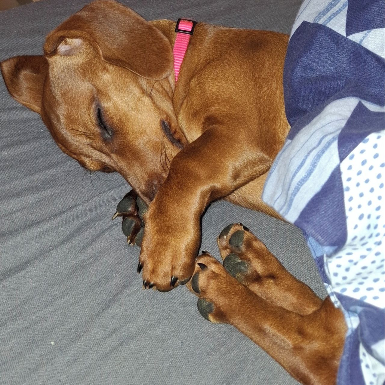 Soutěžní fotografie - Bára,  Jezevčík