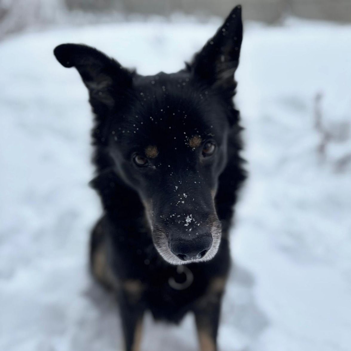 Soutěžní fotografie - Max,  Ostatní