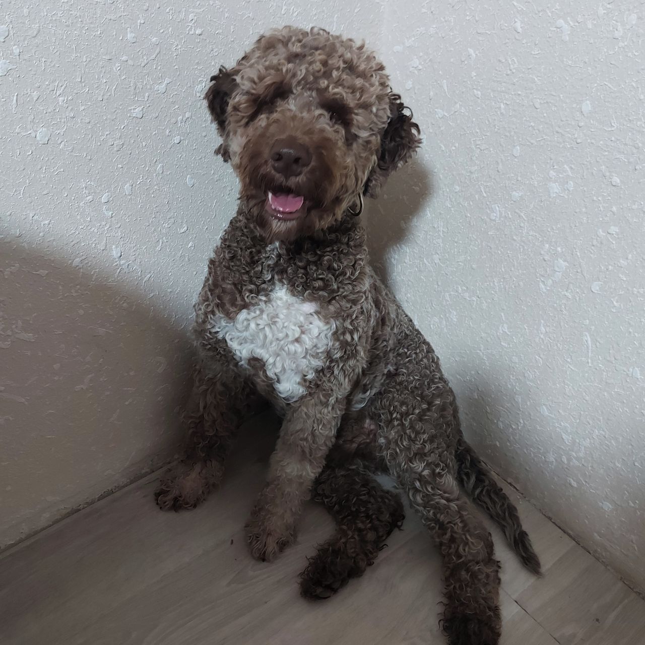 Soutěžní fotografie - Max,  Lagotto romagnolo