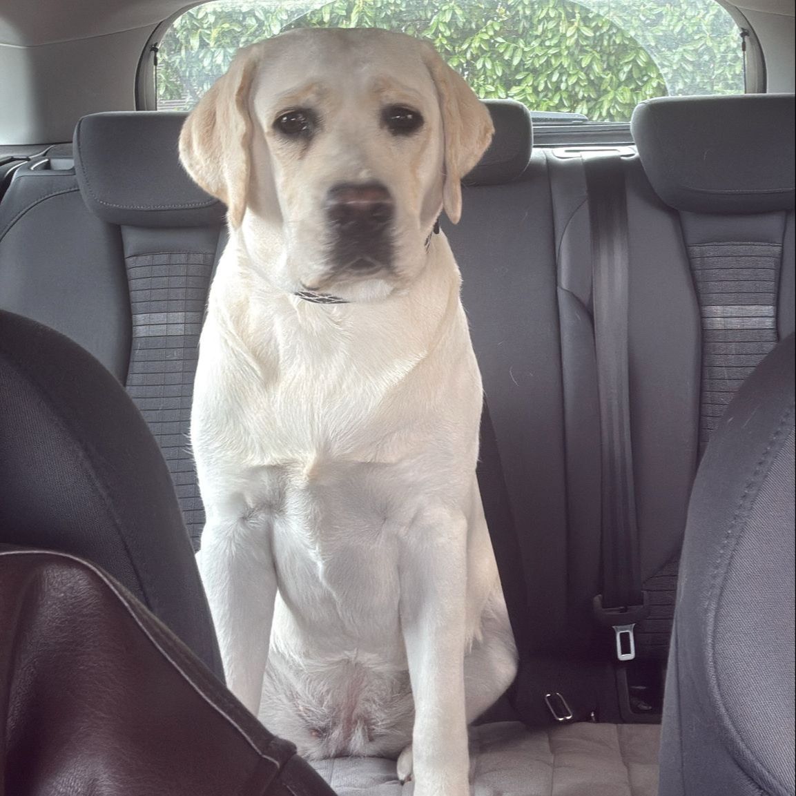 Soutěžní fotografie - Abbie,  Labradorský retriever