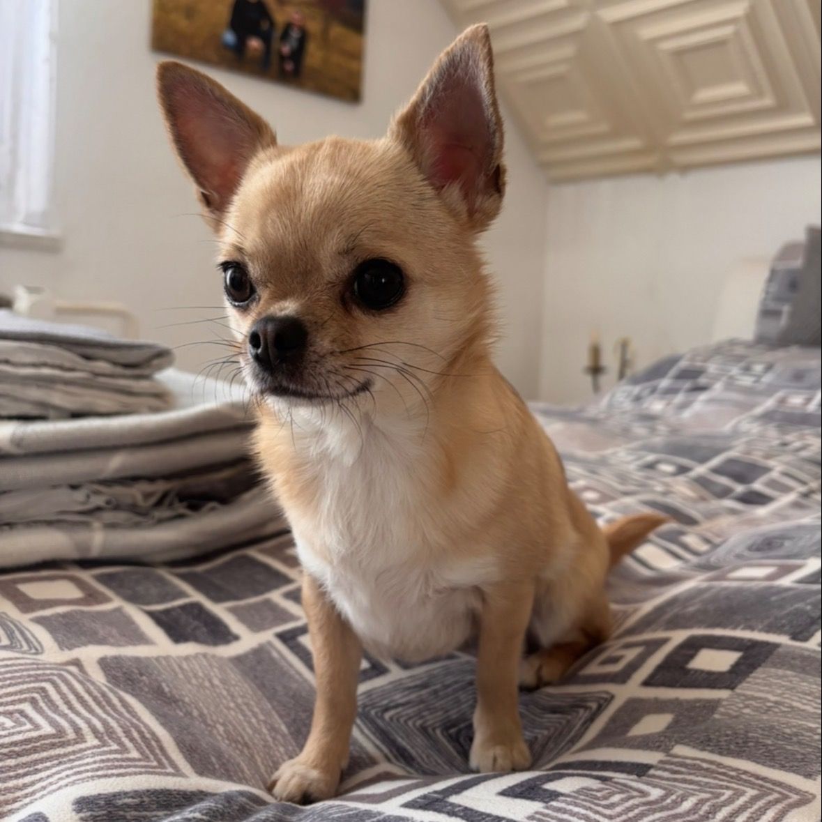 Soutěžní fotografie - Bibi,  Čivava