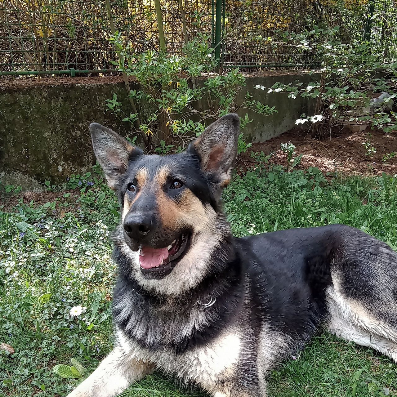 Soutěžní fotografie - Tori,  Německý ovčák