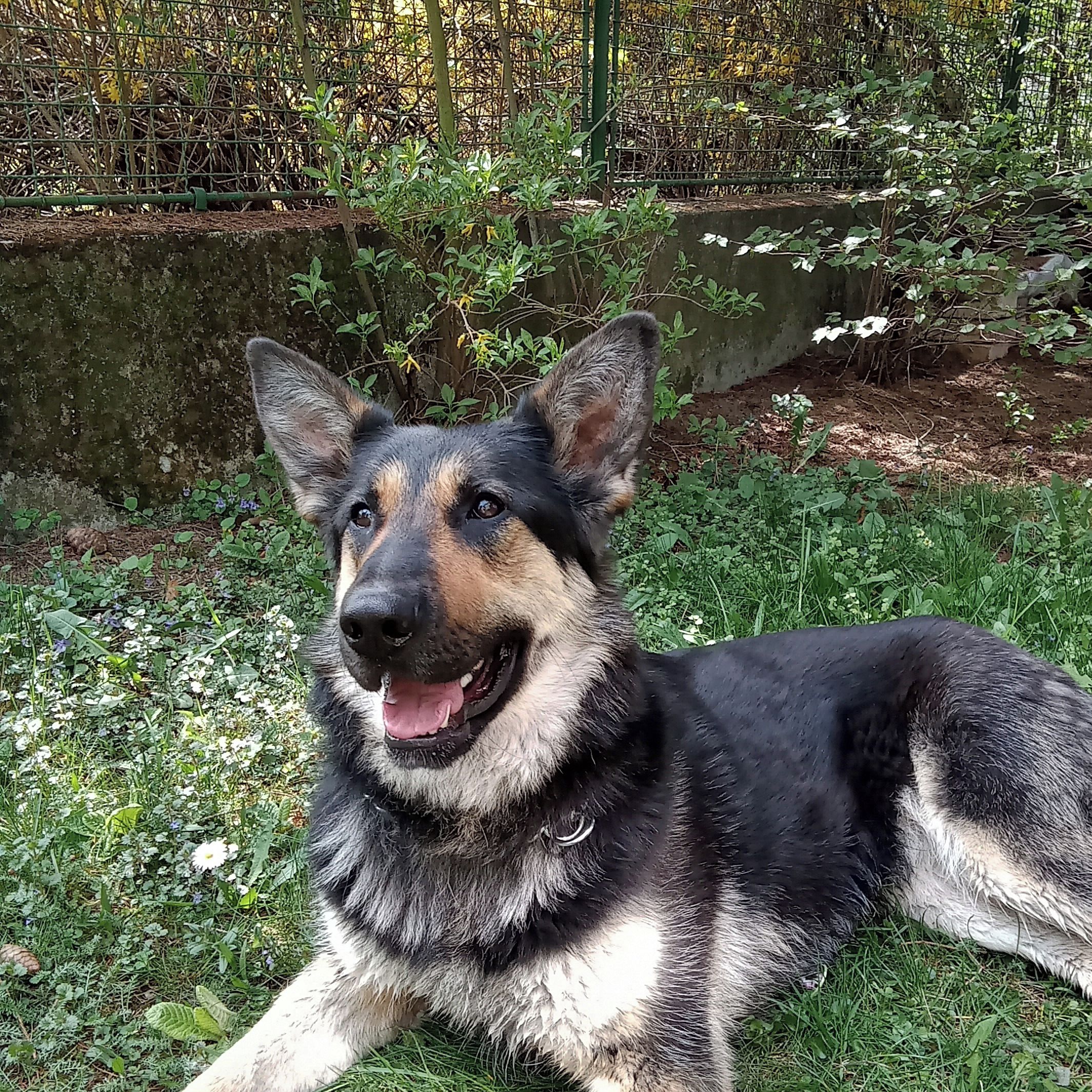 Soutěžní fotografie - Tori,  Německý ovčák