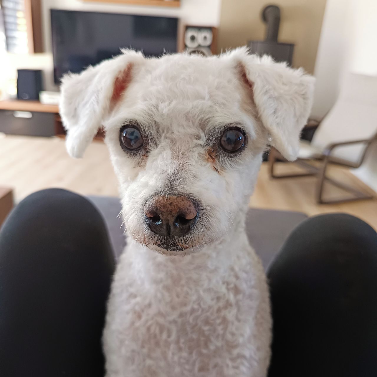 Soutěžní fotografie - Vikoušek,  Bišonek