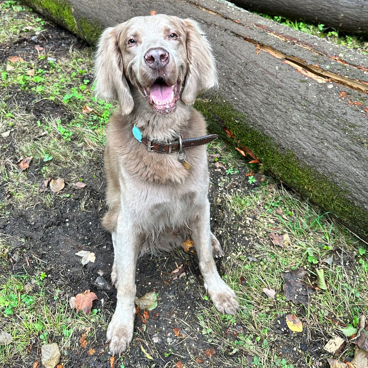 Soutěžní fotografie - Drako,  Výmarský ohař
