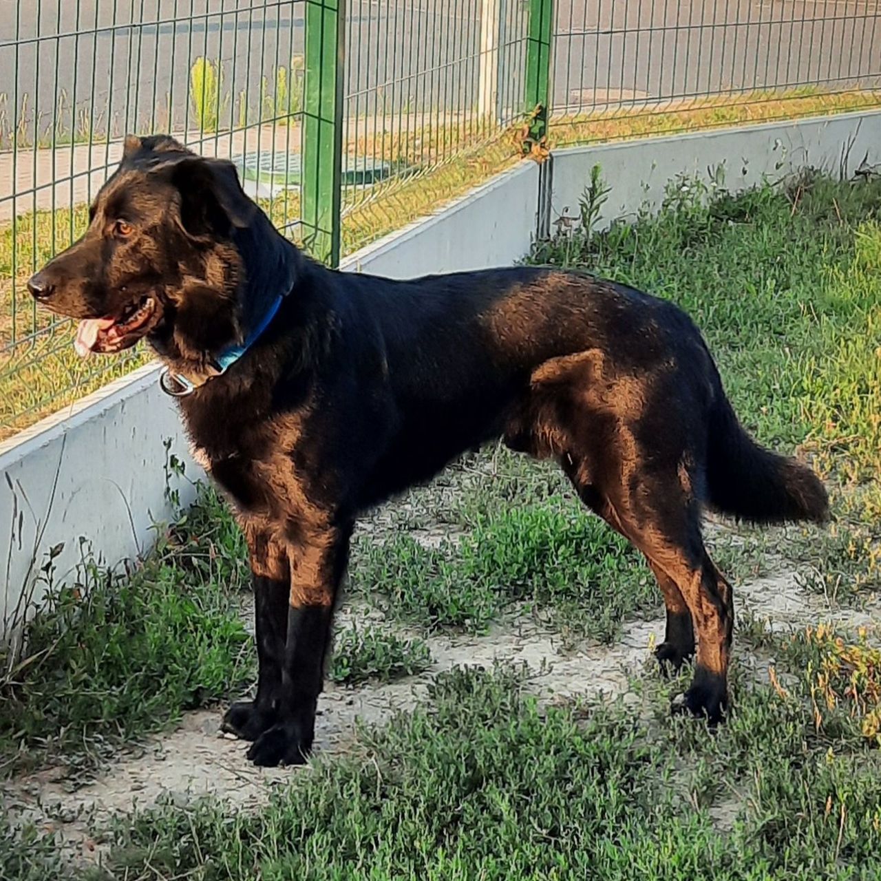 Soutěžní fotografie - Baltazar,  Ostatní