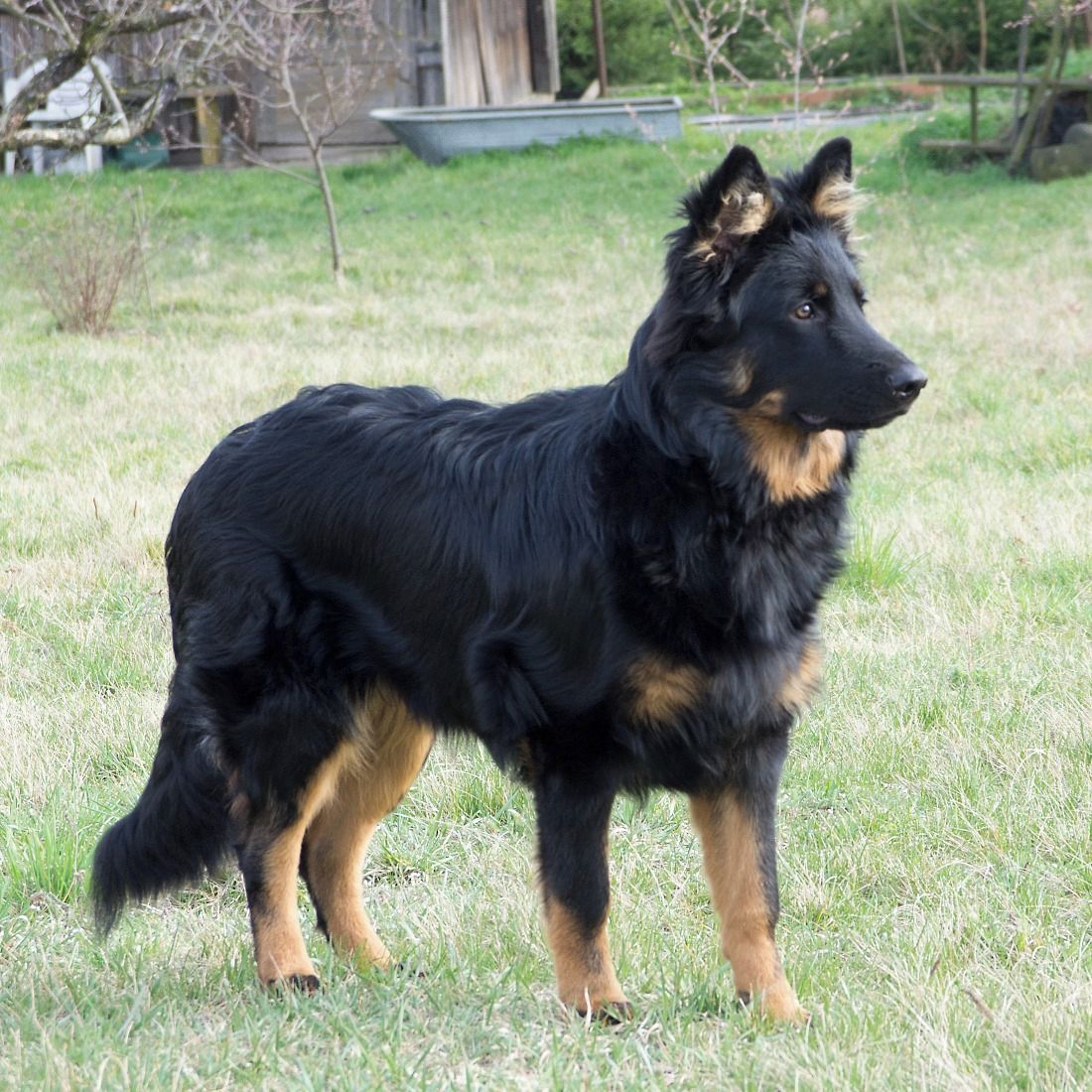 Soutěžní fotografie - Hurikán,  Chodský pes