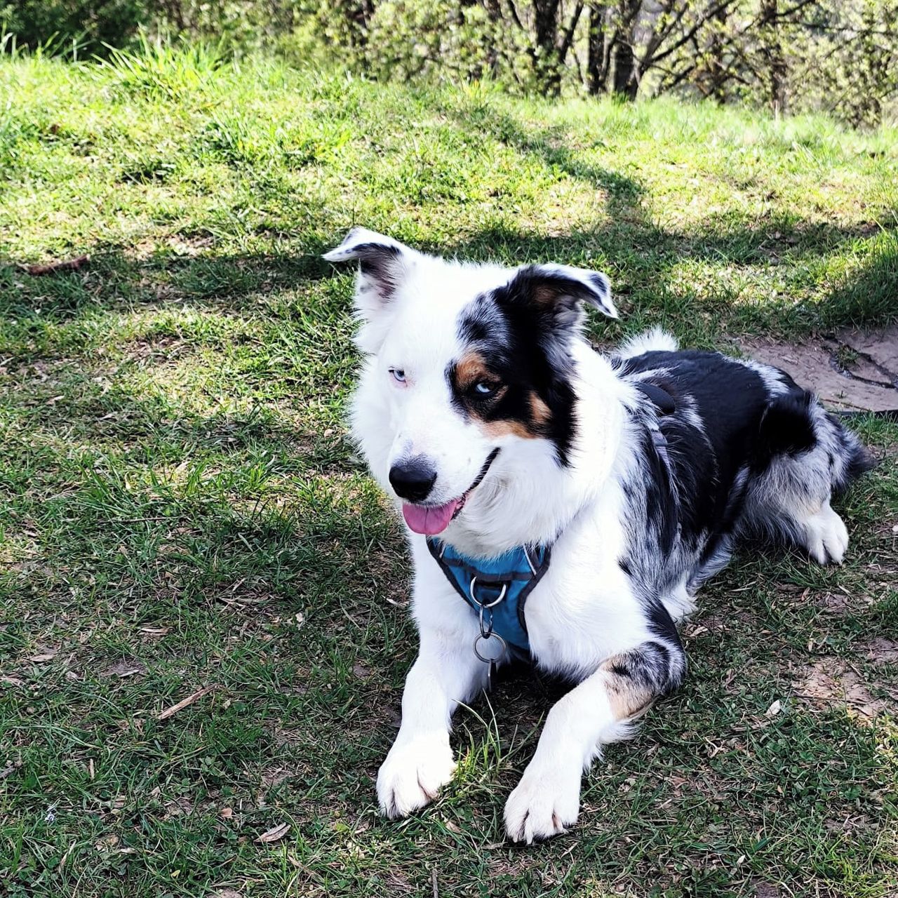 Soutěžní fotografie - Balů,  Border kolie