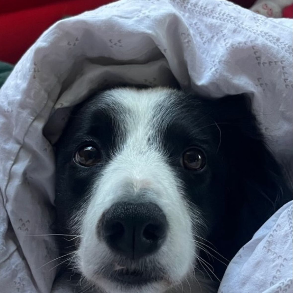 Soutěžní fotografie - Cindy,  Border kolie