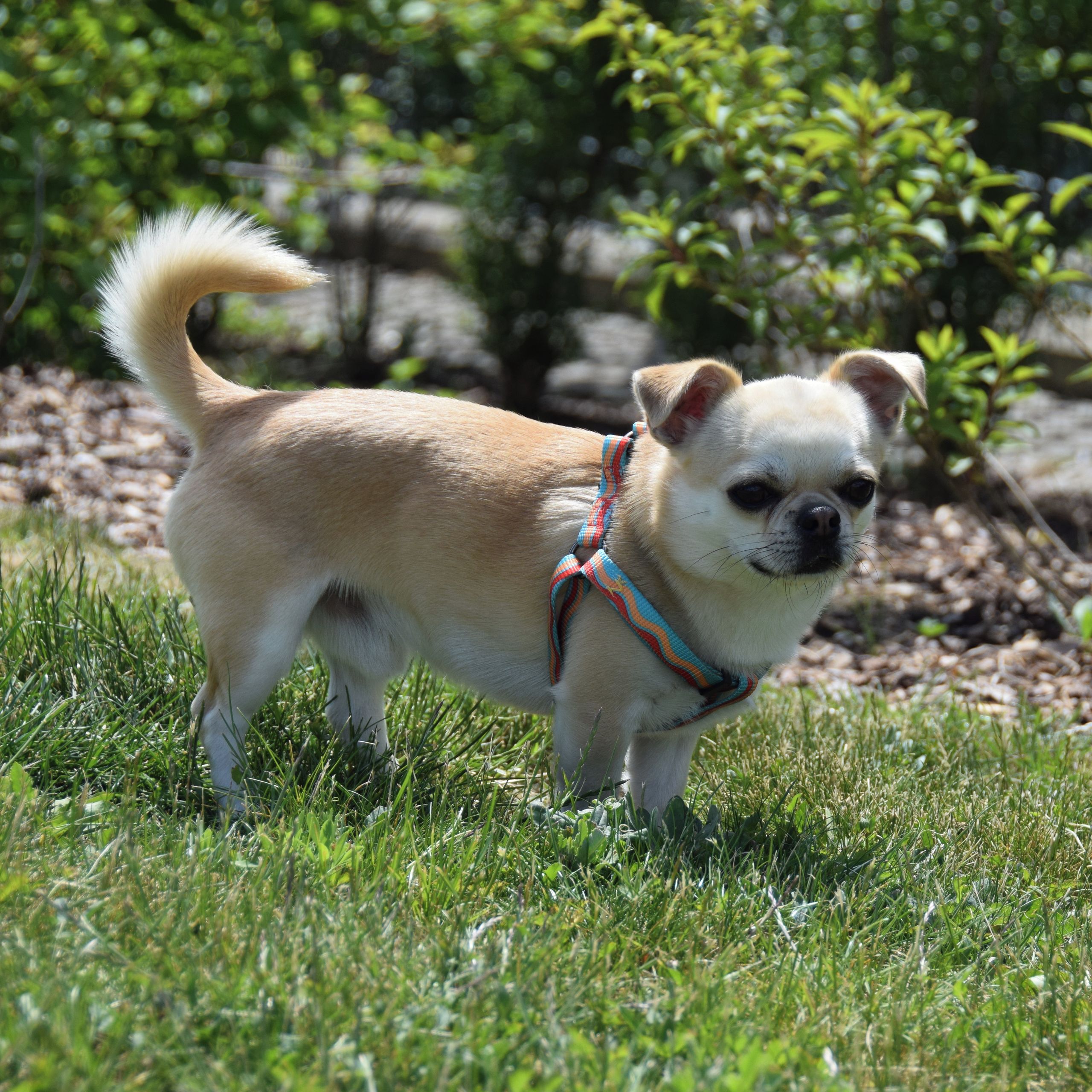 Soutěžní fotografie - Žeryk,  Čivava krátkosrstá