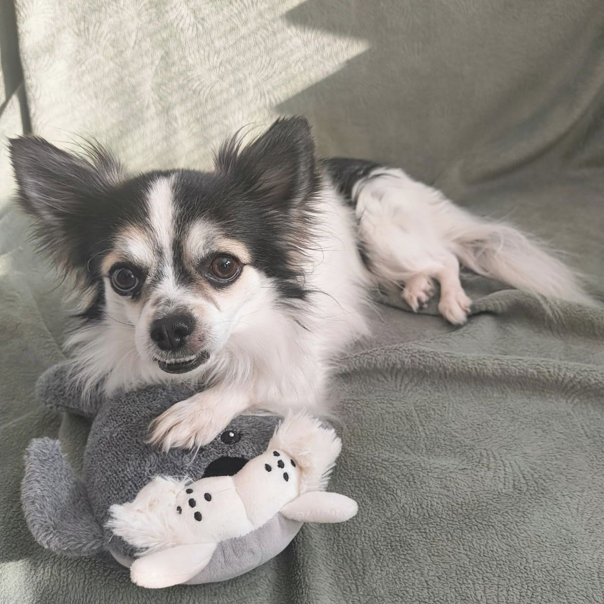 Soutěžní fotografie - Ben,  Čivava dlouhosrstá