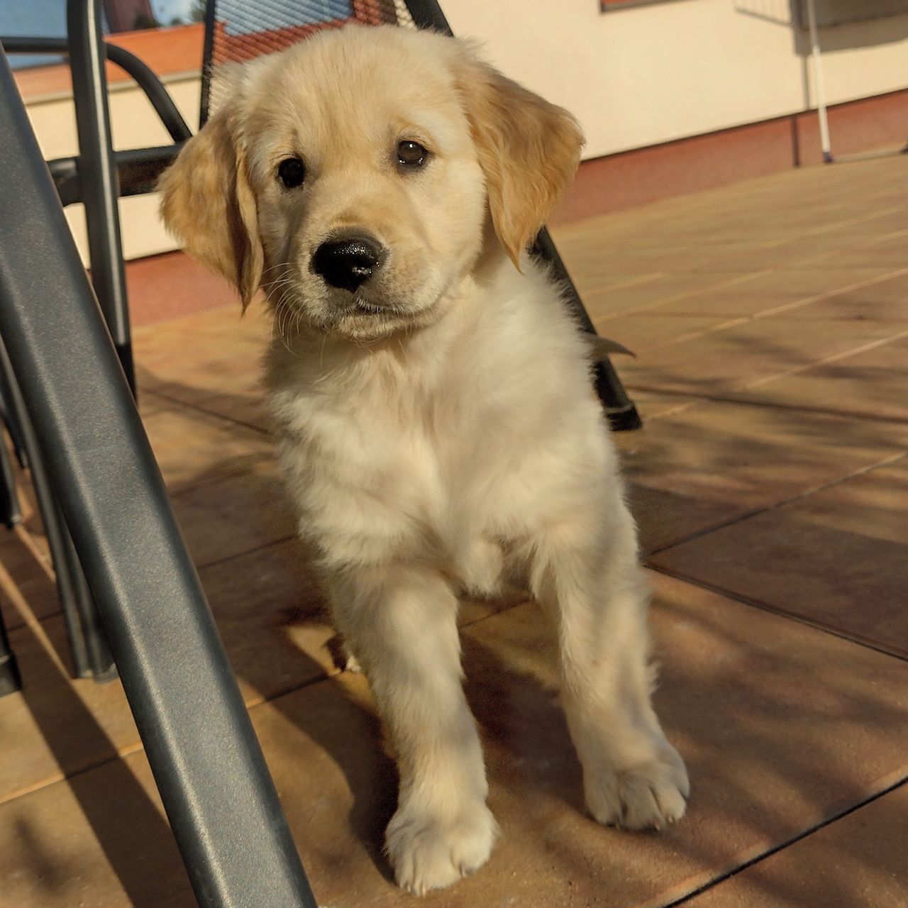 Soutěžní fotografie - Bella,  Zlatý retriever