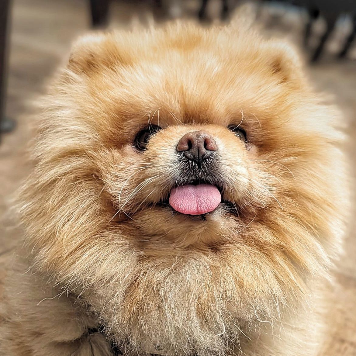 Soutěžní fotografie - Coffee,  Německý špic malý