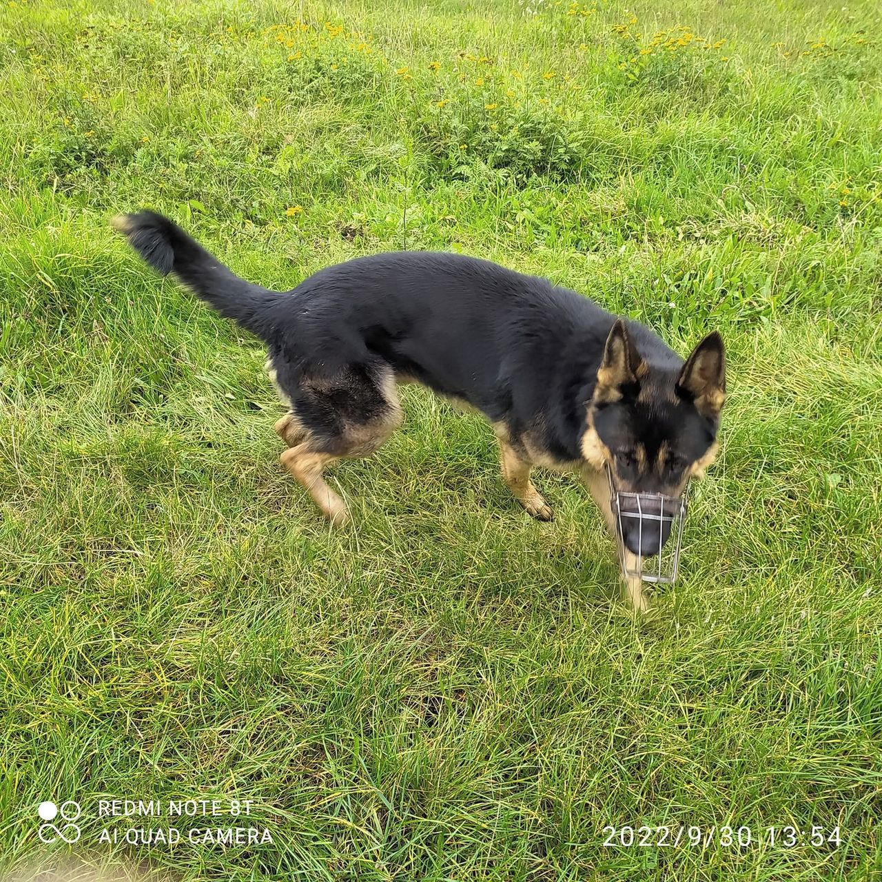 Soutěžní fotografie - Argo,  Německý ovčák