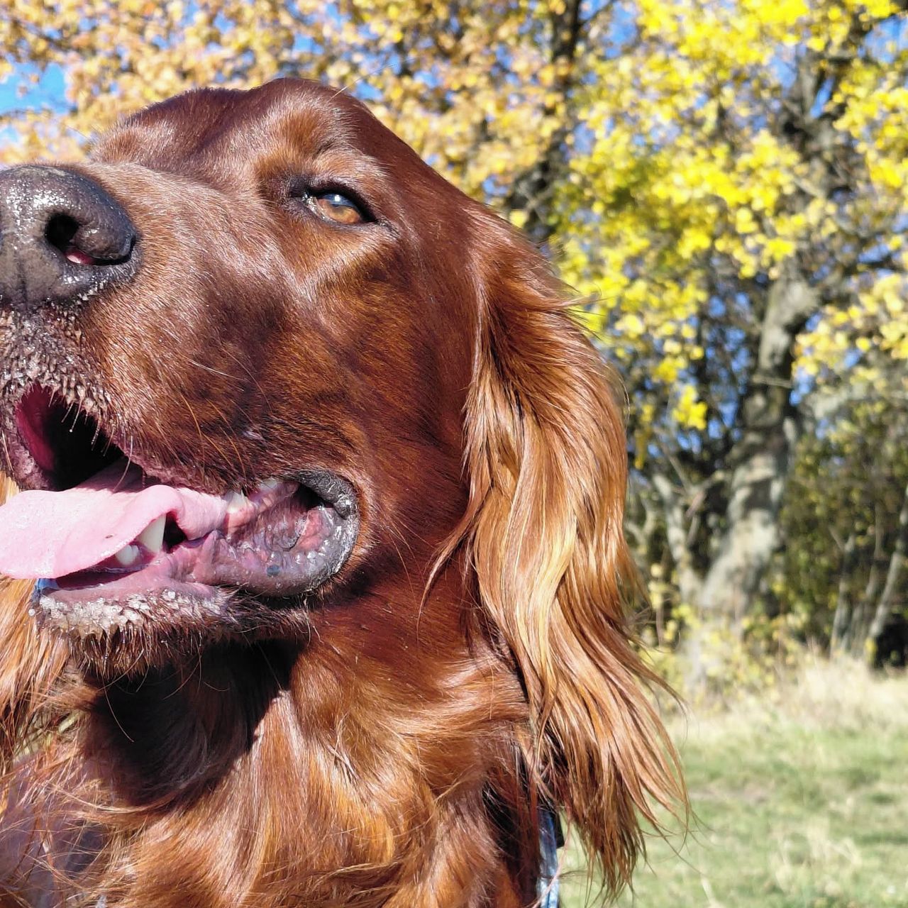Soutěžní fotografie - Buck,  Irský setr
