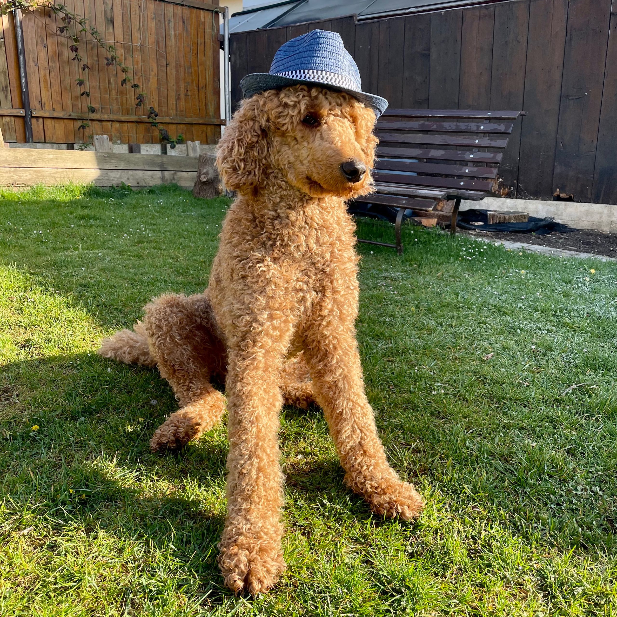 Soutěžní fotografie - Tofi,  Pudl