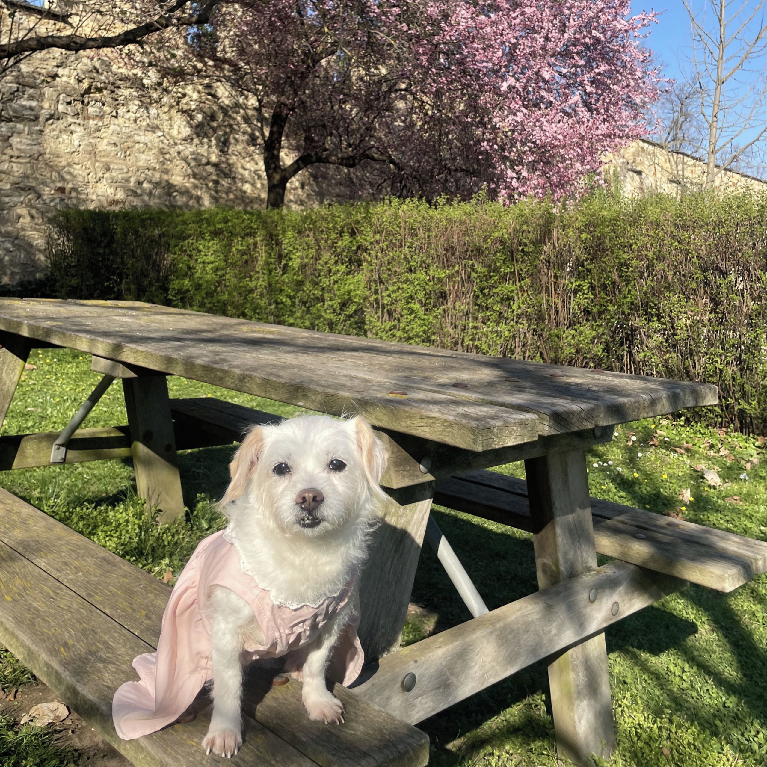 Soutěžní fotografie - Chunchun,  Ostatní