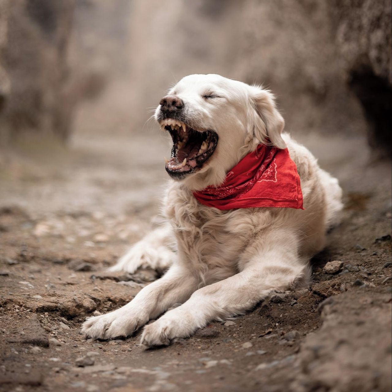 Soutěžní fotografie - AMY,  Zlatý retriever