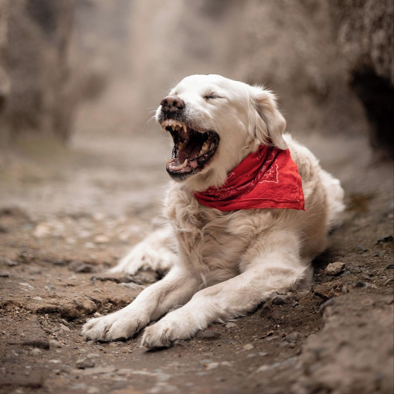 Soutěžní fotografie - AMY,  Zlatý retriever