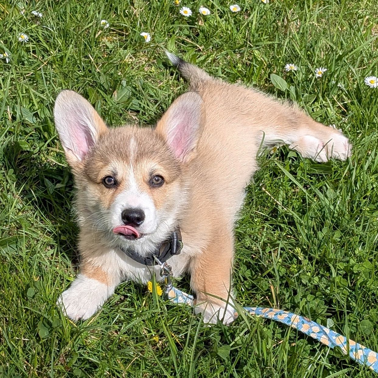 Soutěžní fotografie - Kari,  Welsh Corgi Pembroke