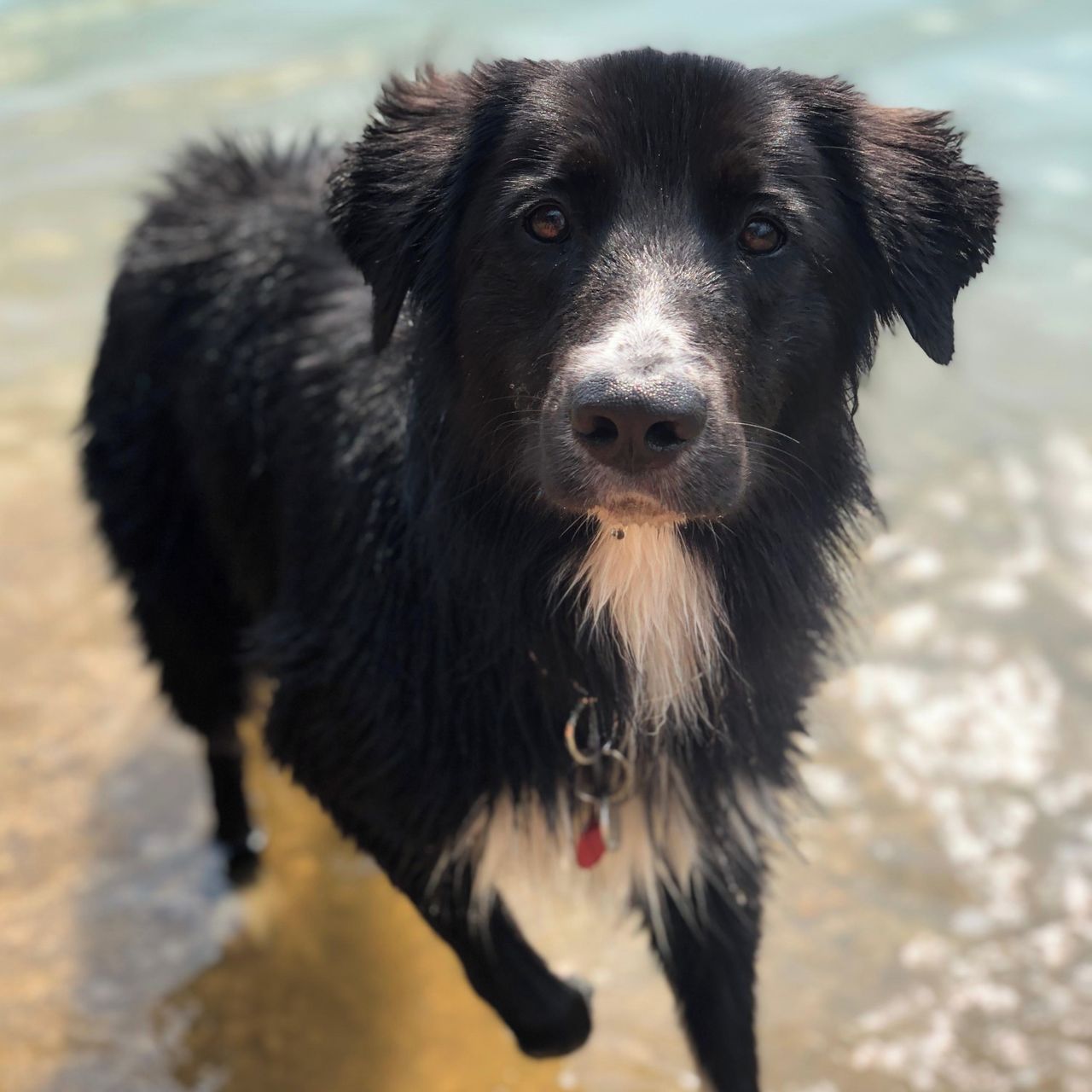 Soutěžní fotografie - Dobby,  Border kolie