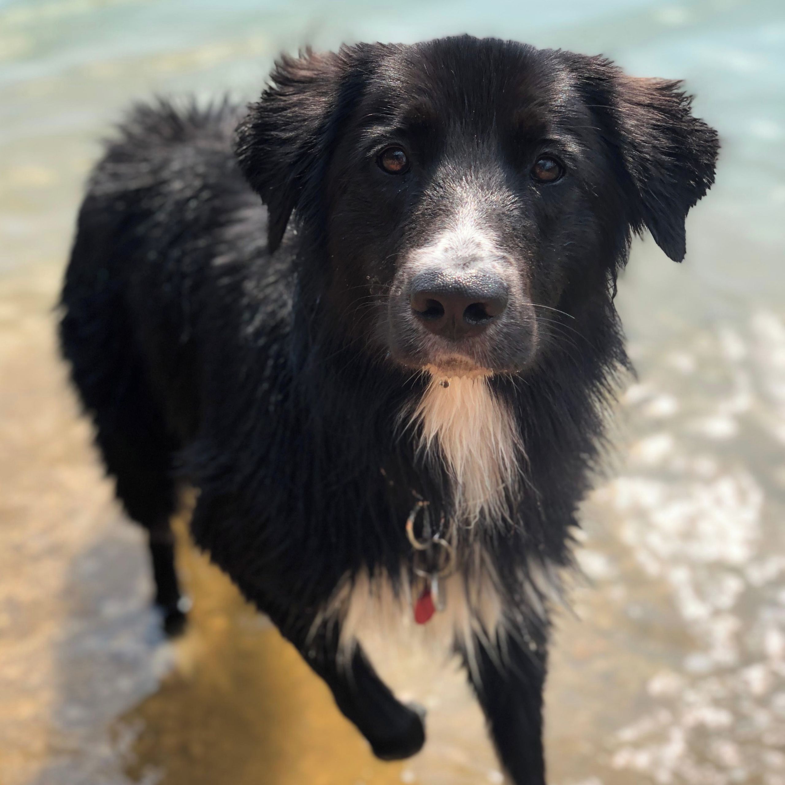 Soutěžní fotografie - Dobby,  Border kolie