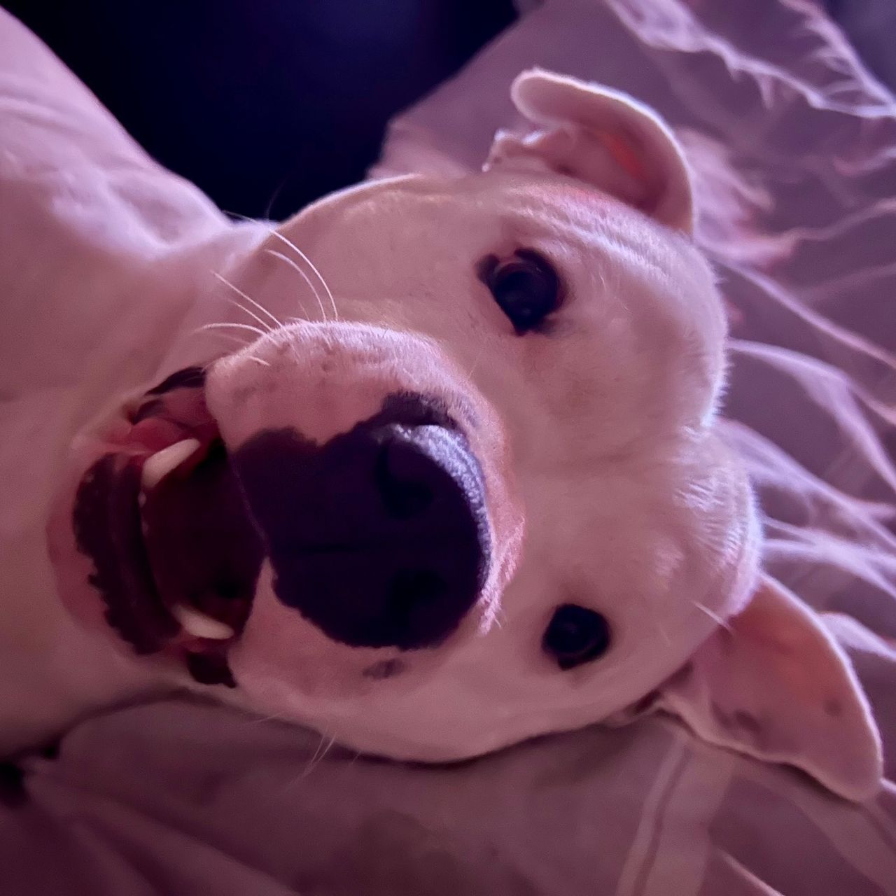 Soutěžní fotografie - Monty,  Stafordšírský bullterier