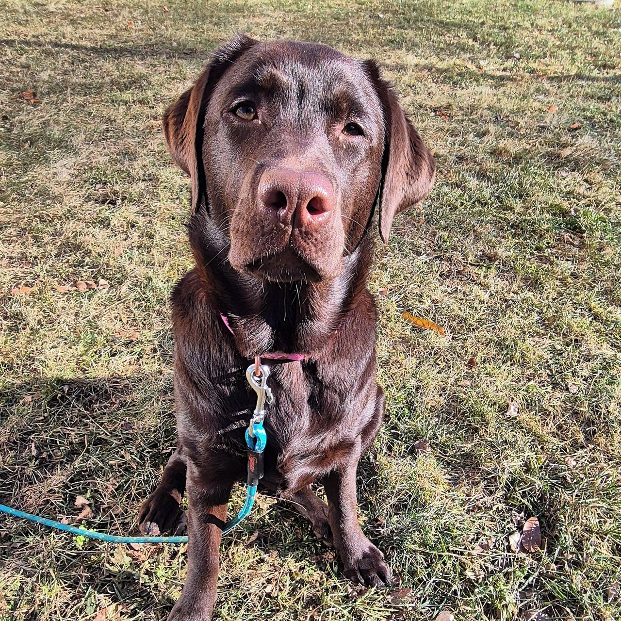 Soutěžní fotografie - Lily,  Labradorský retriever