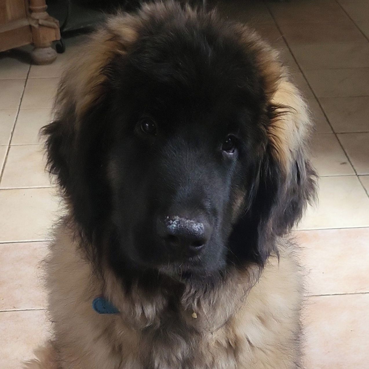 Soutěžní fotografie - Erny,  Leonberger
