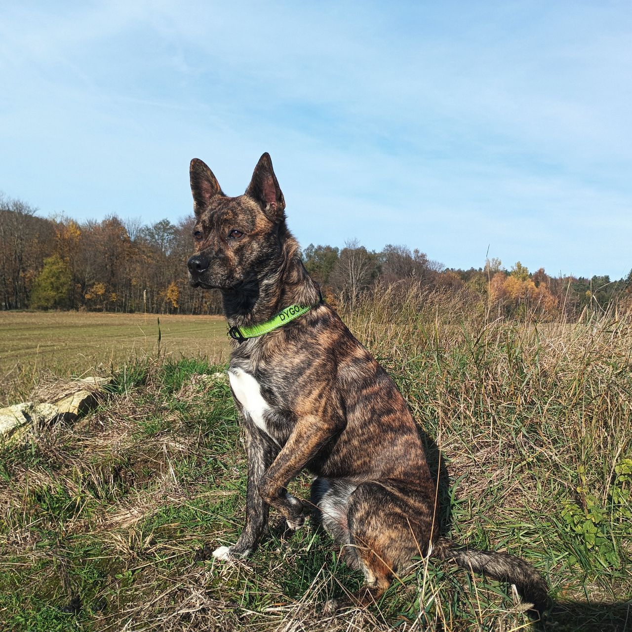 Soutěžní fotografie - Dygo,  Ostatní