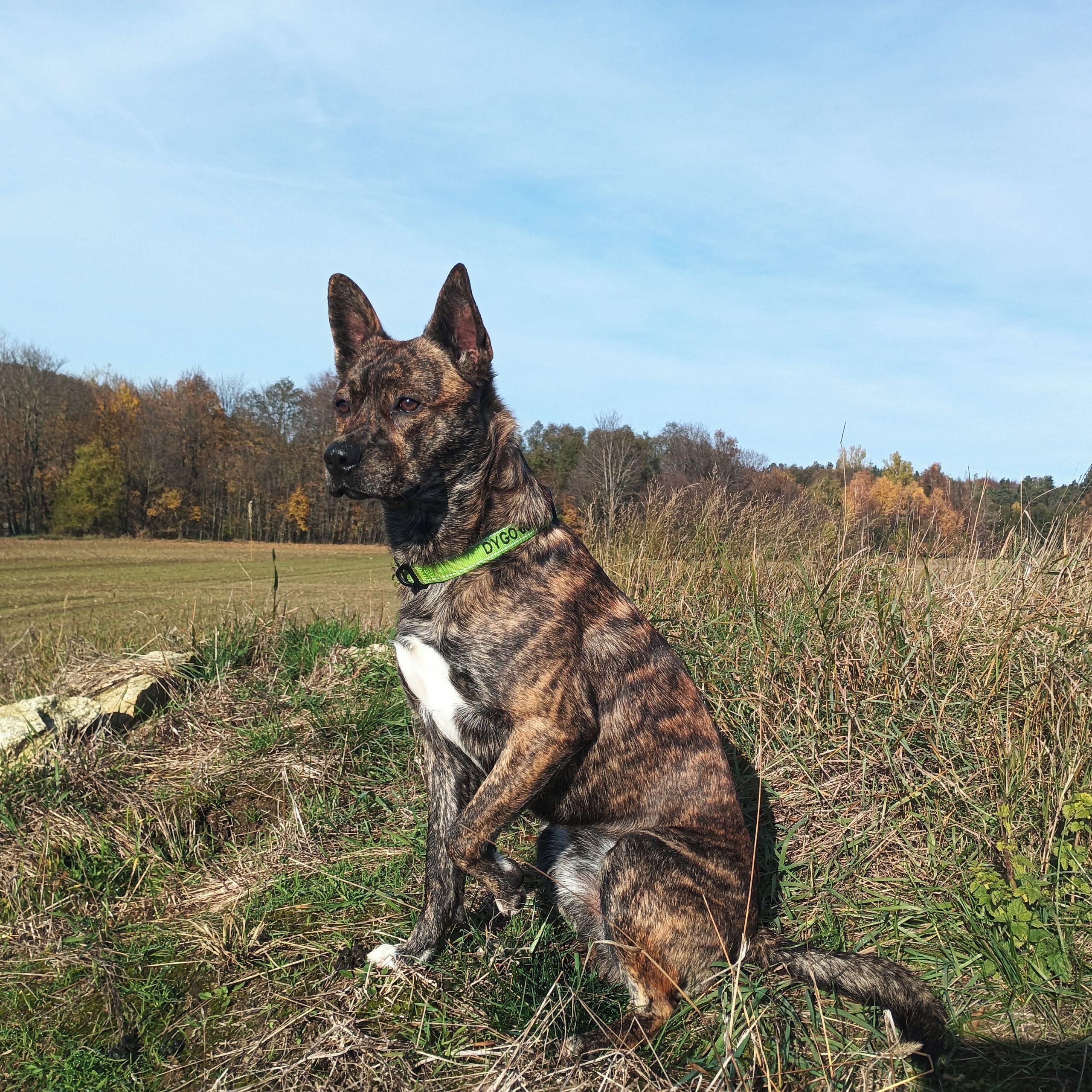 Soutěžní fotografie - Dygo,  Ostatní