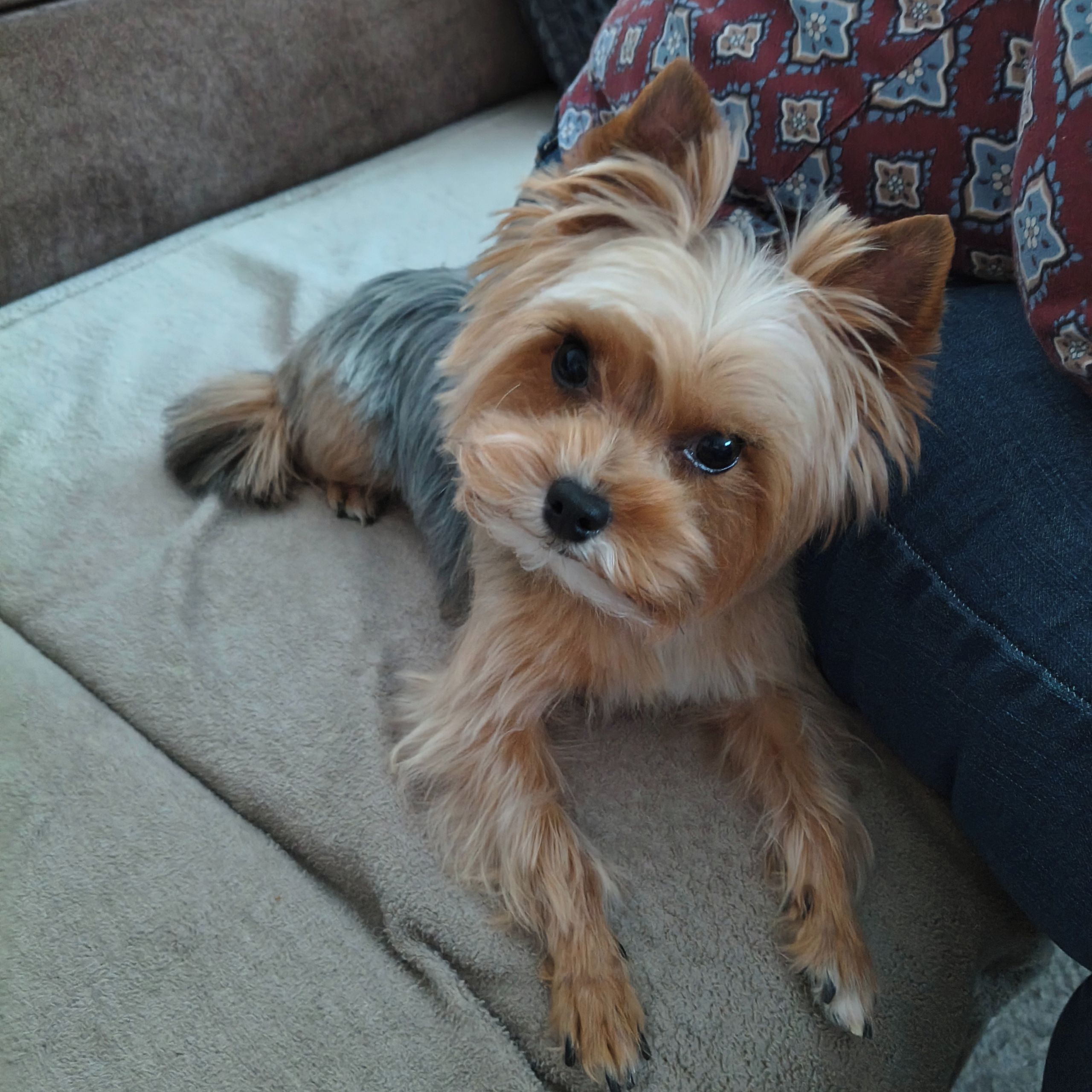 Soutěžní fotografie - Matty,  Yorkšírský terier