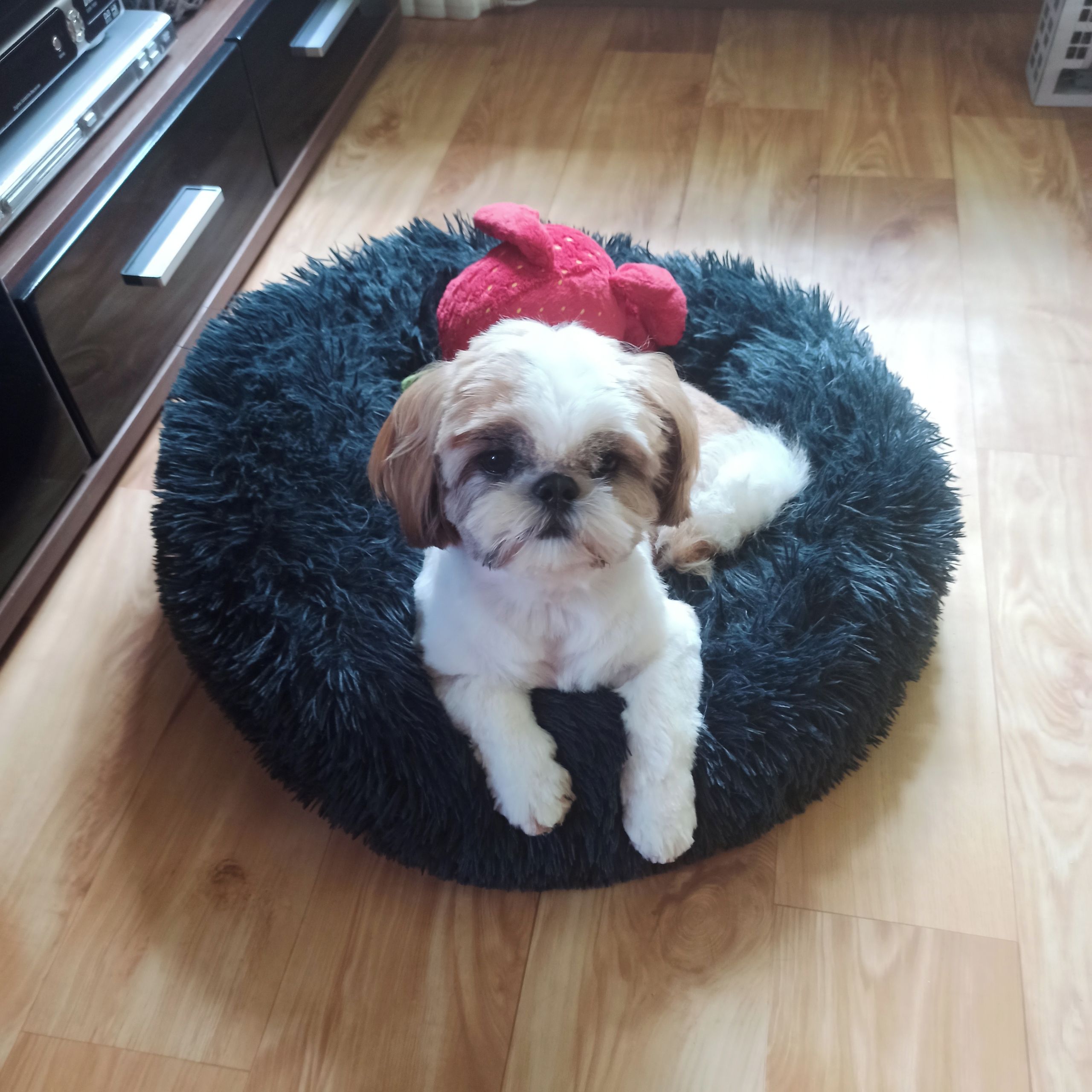 Soutěžní fotografie - Čárlí,  Shih-tzu