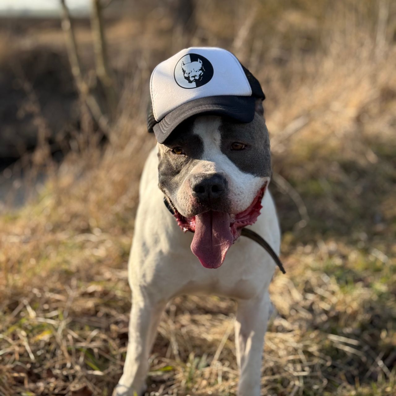 Soutěžní fotografie - Picasso,  Bulteriér