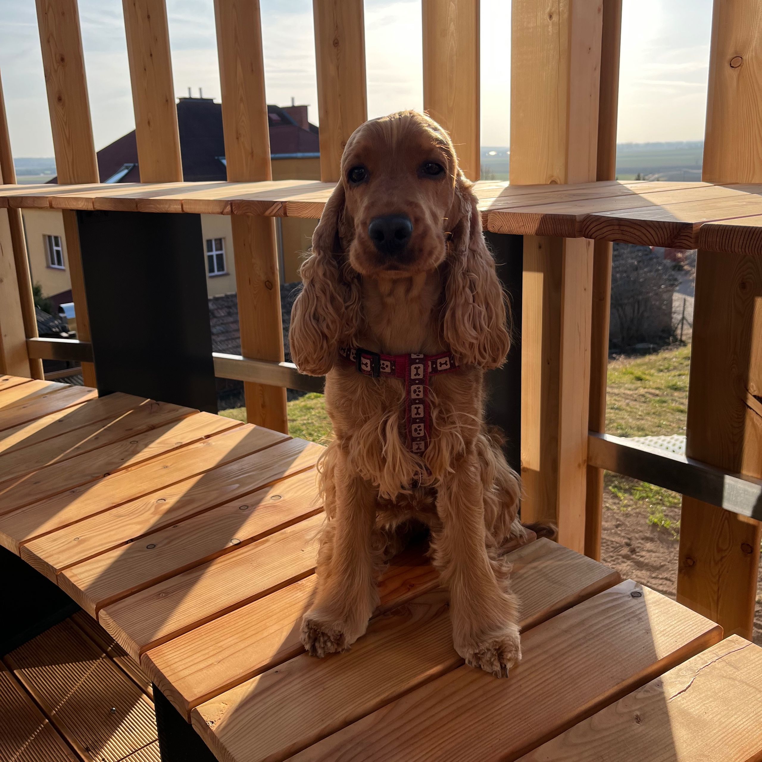 Soutěžní fotografie - Nelly,  Anglický kokršpaněl