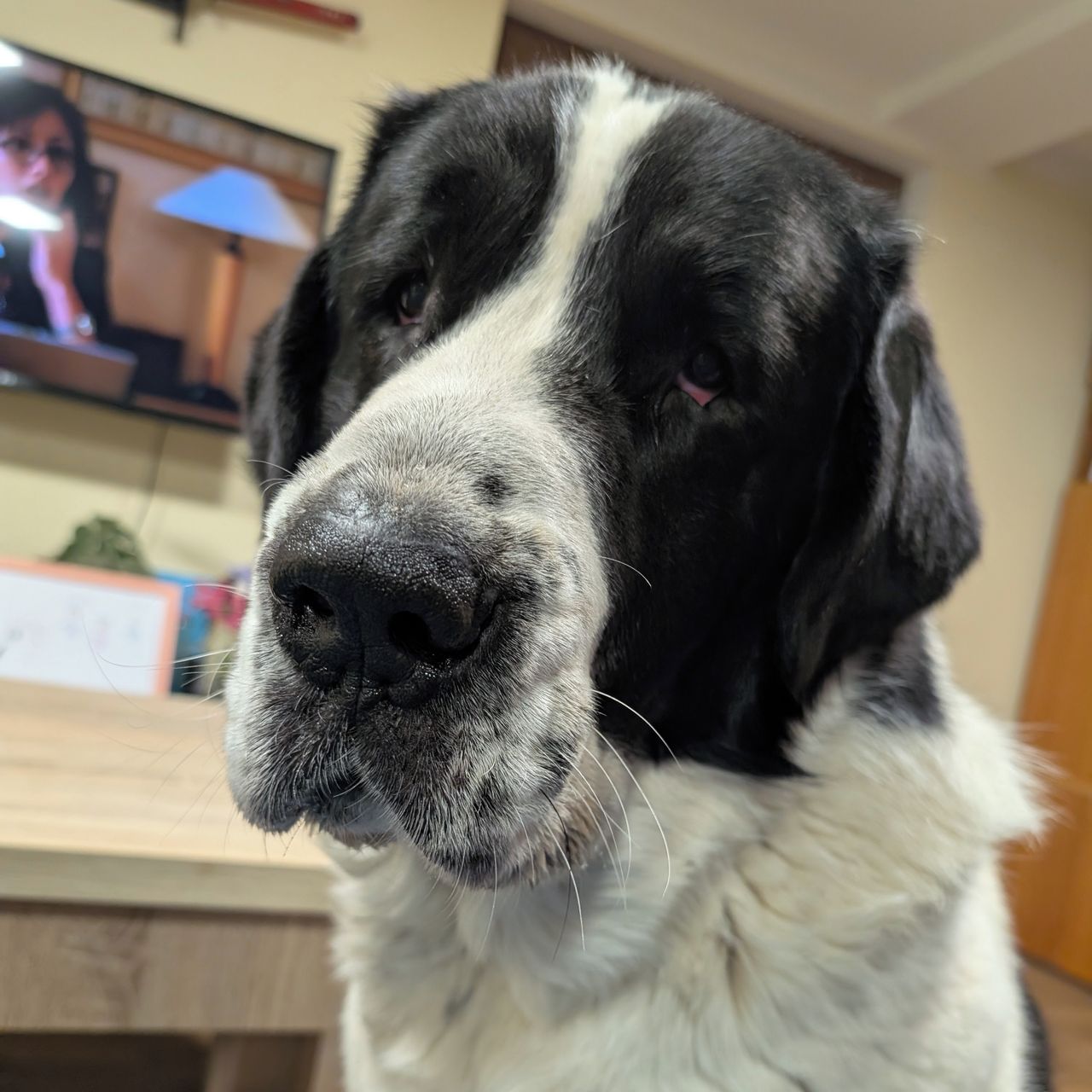 Soutěžní fotografie - "Levi"  Amar Assassins dog,  Středoasijský pastevecký pes