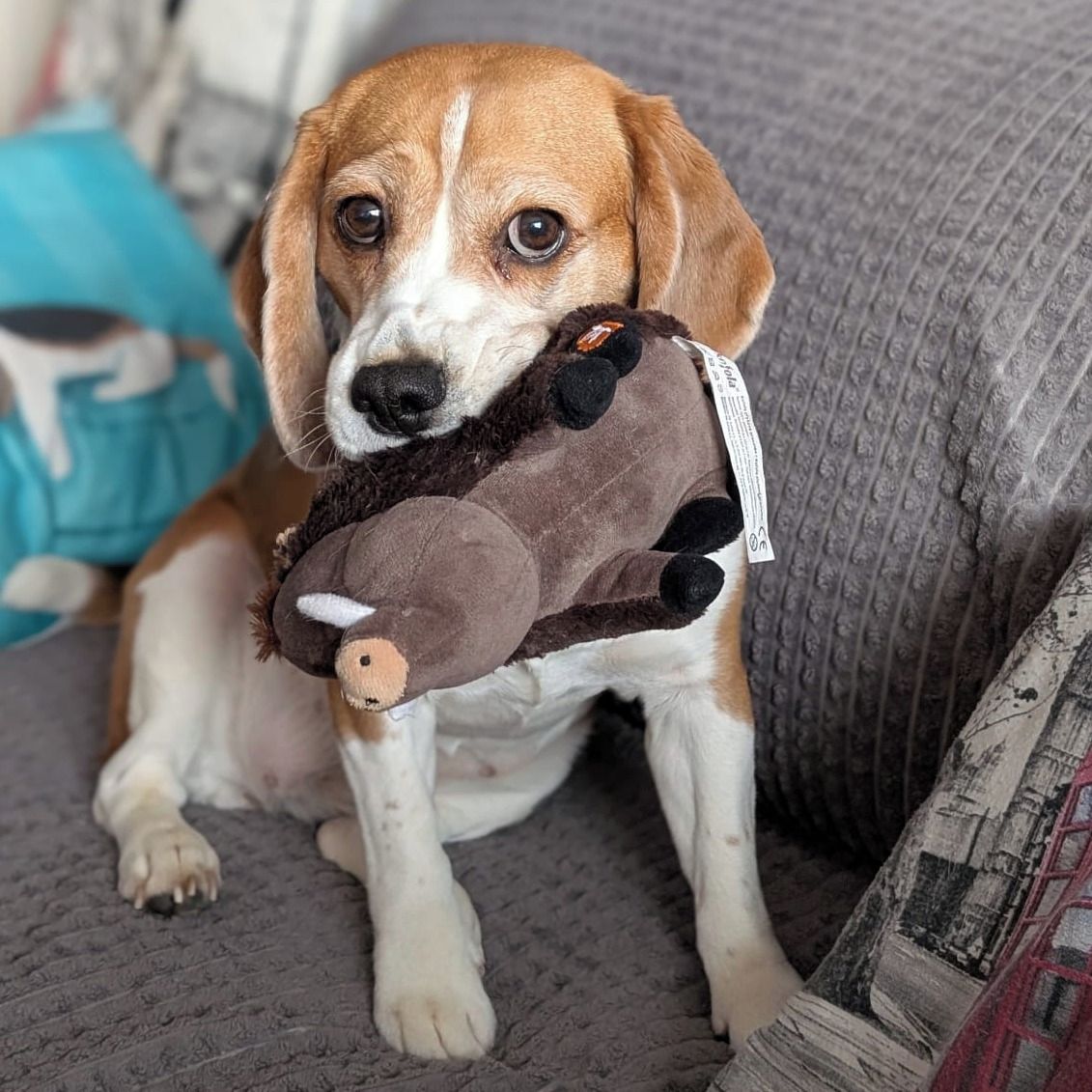 Soutěžní fotografie - Maggie,  Beagle