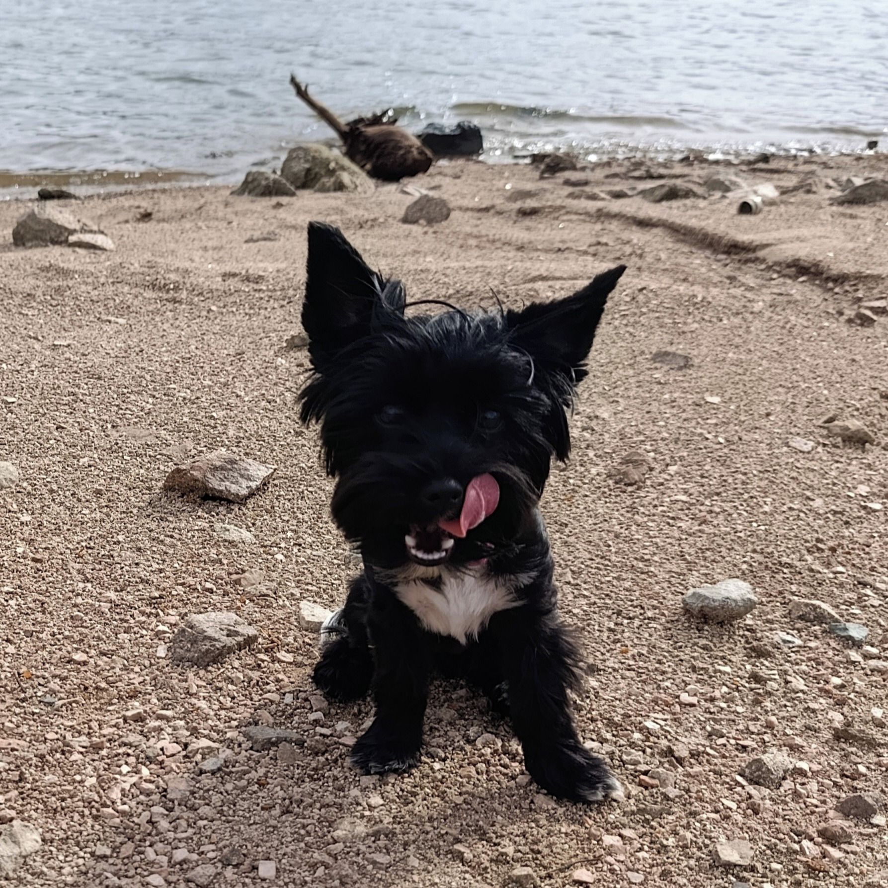 Soutěžní fotografie - Ebby,  Yorkšírský terier