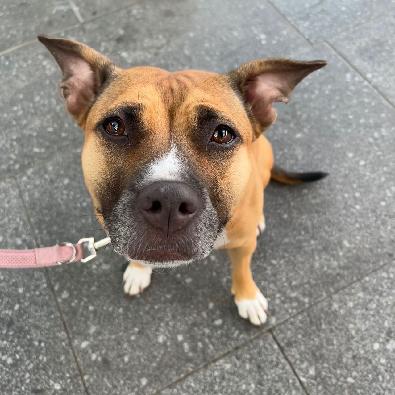 Soutěžní fotografie - Jarunka,  Americký stafordširský terier