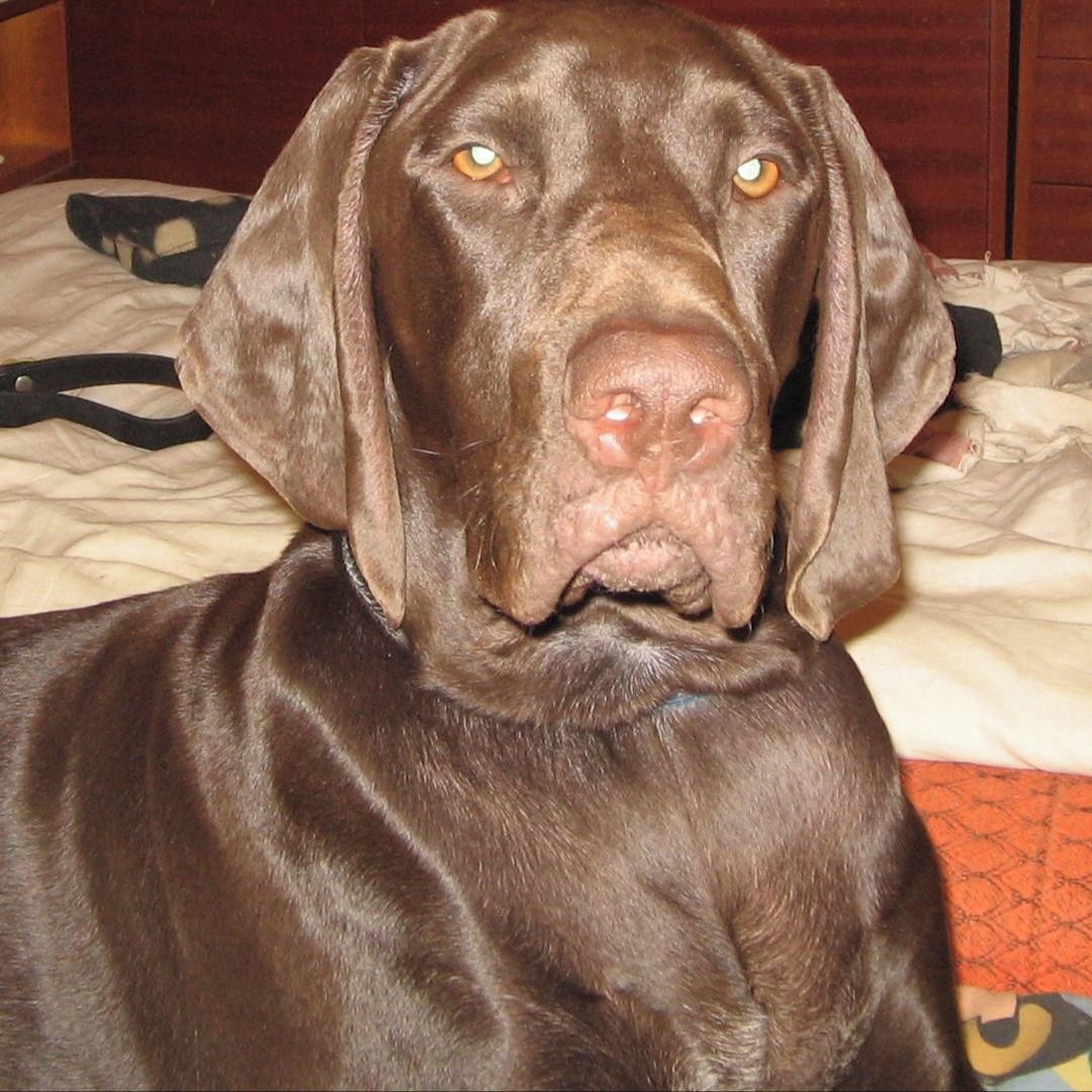 Soutěžní fotografie - Goro od Milotickych jezer,  Německý ohař krátkosrstý