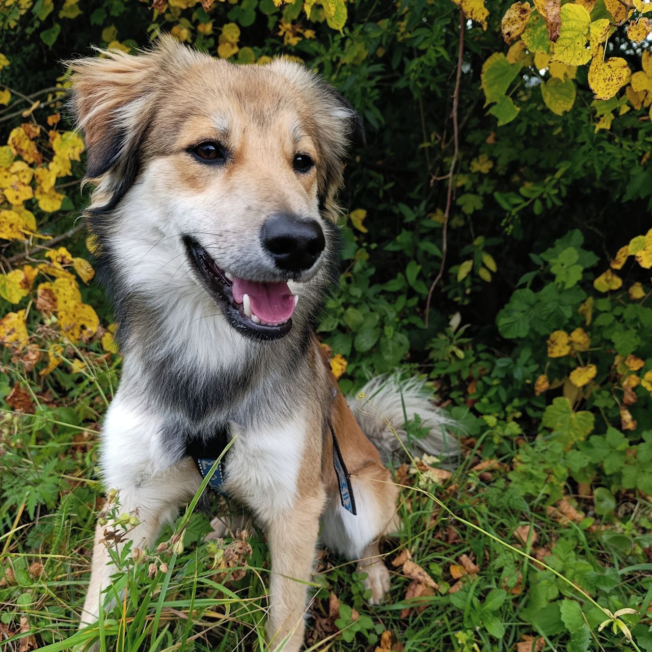 Soutěžní fotografie - Barney,  Ostatní