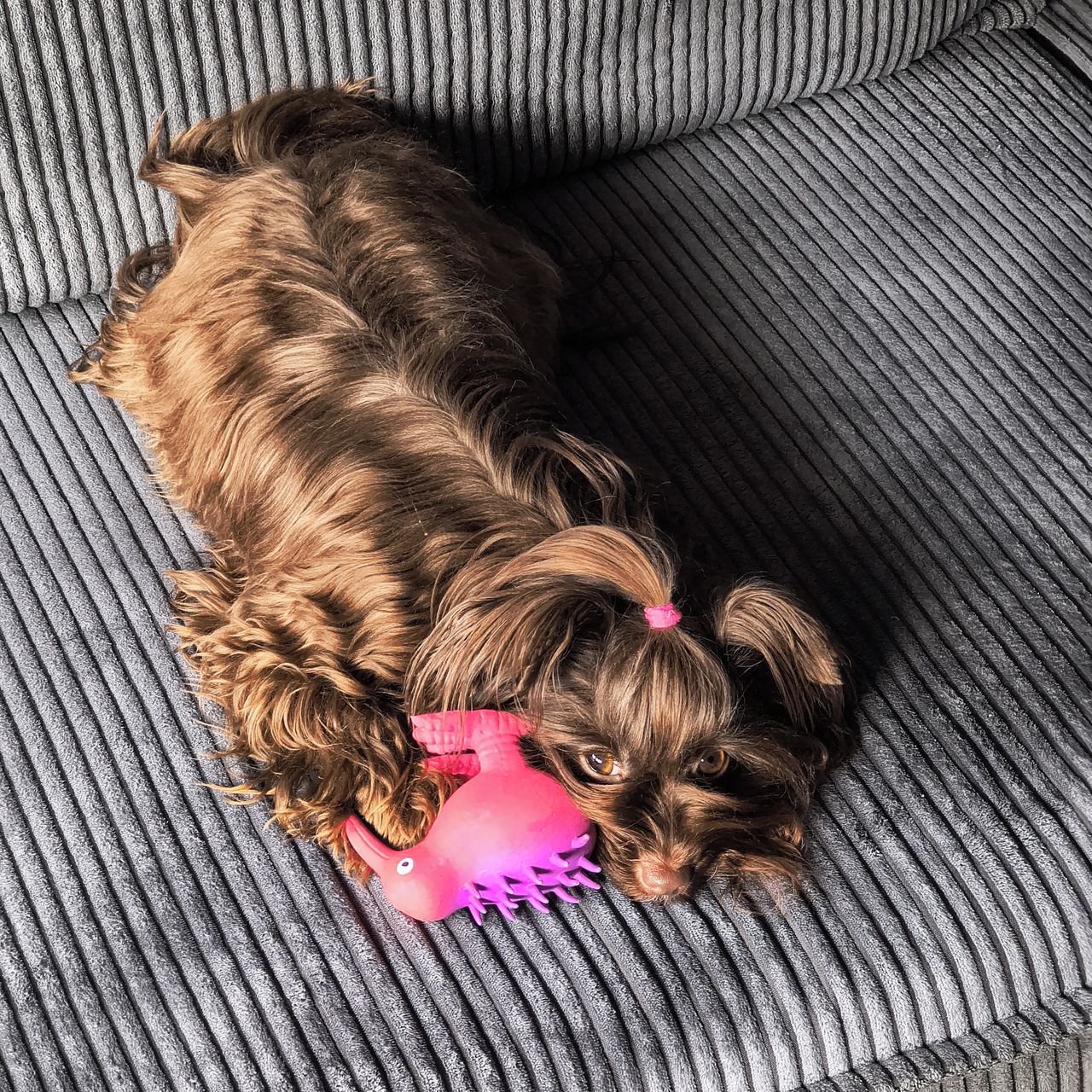 Soutěžní fotografie - Hazel,  Yorkšírský terier