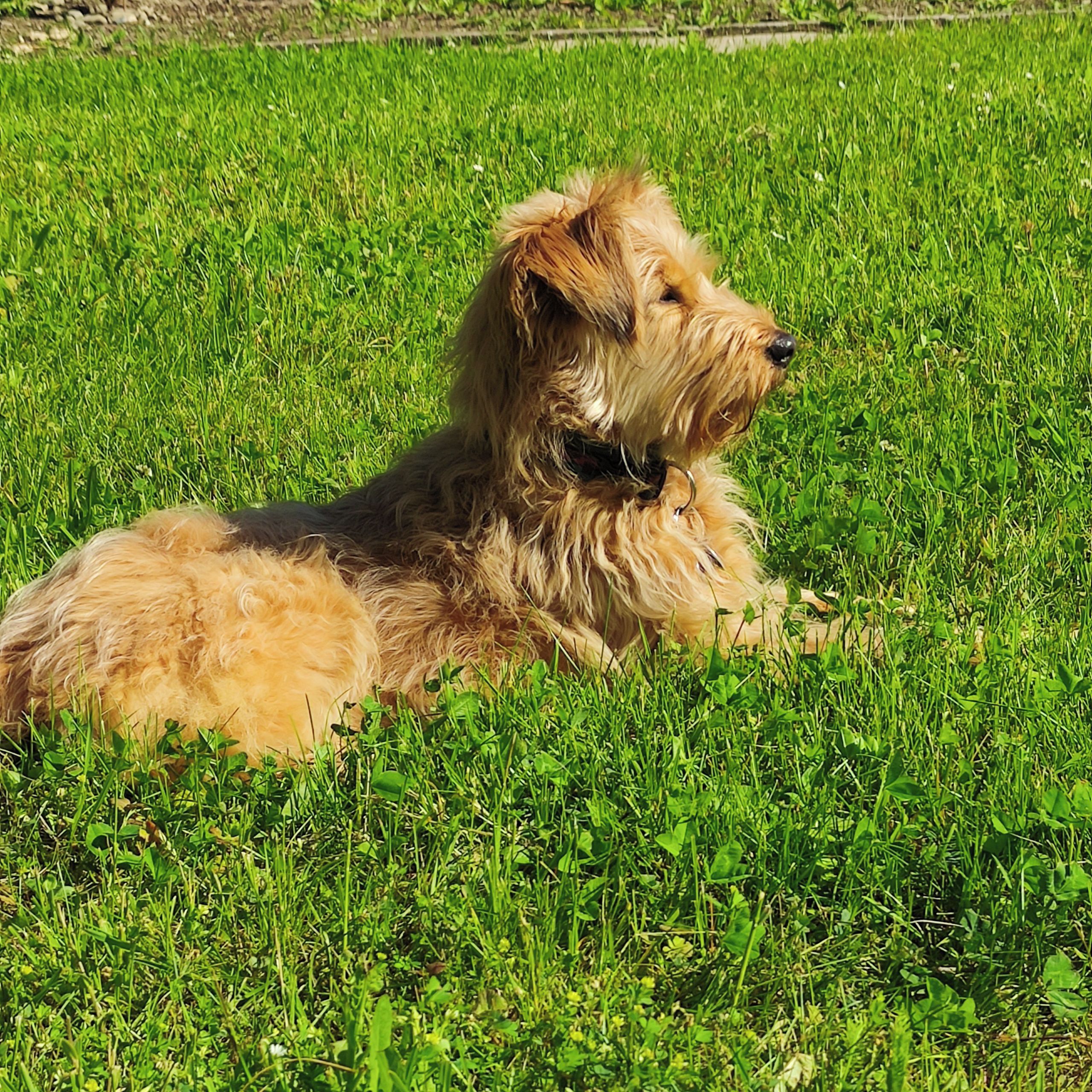 Soutěžní fotografie - Alli,  Holandský pinč