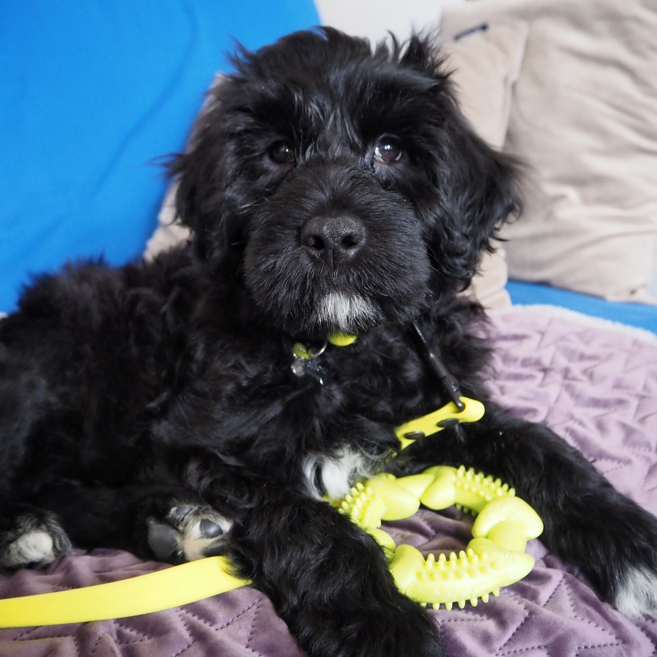 Soutěžní fotografie - Yellow,  Portugalský vodní pes