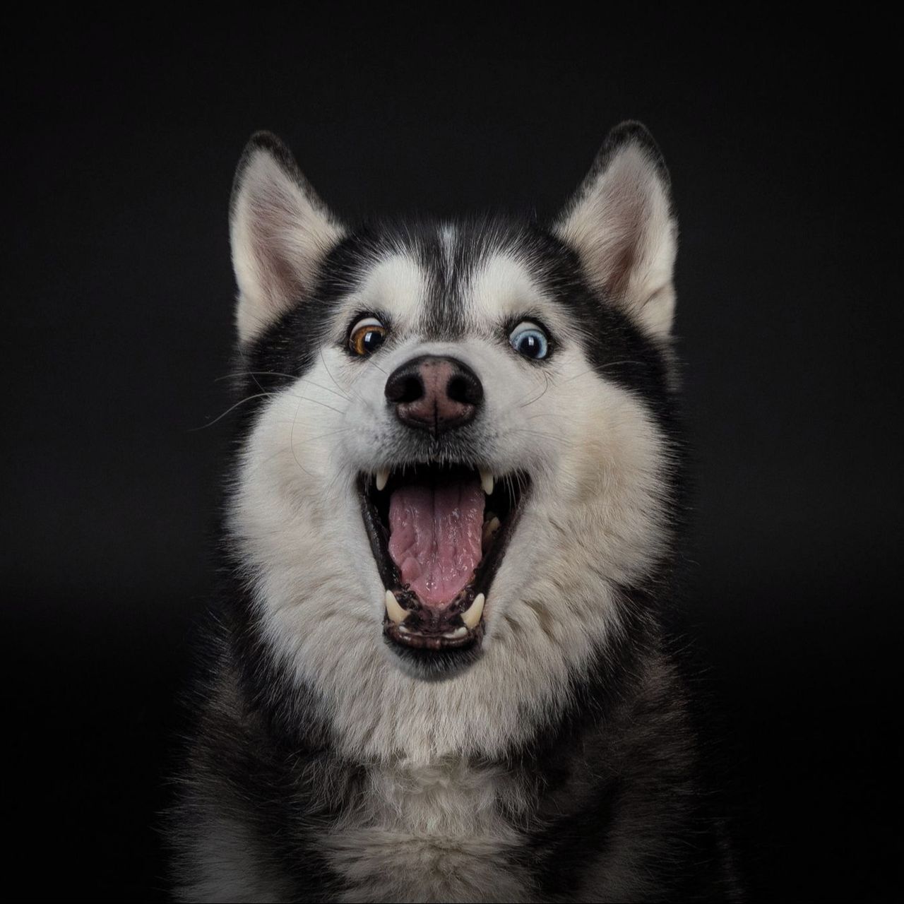 Soutěžní fotografie - Misty,  Sibiřský husky