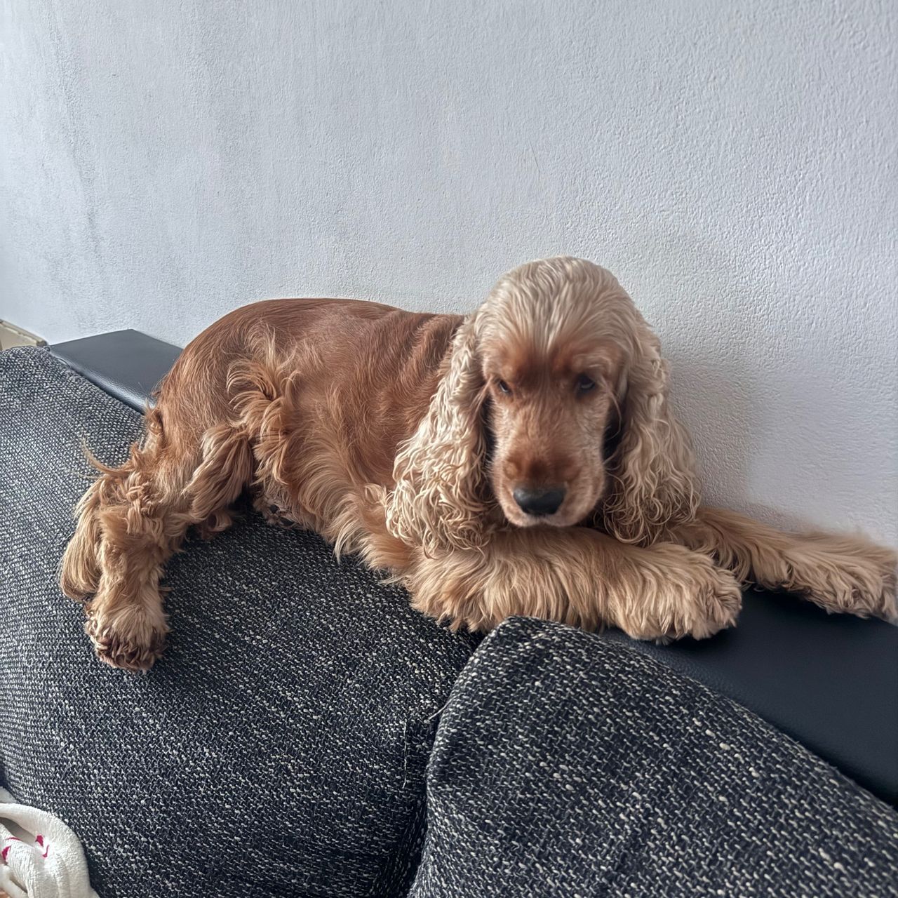 Soutěžní fotografie - Liči,  Anglický kokršpaněl