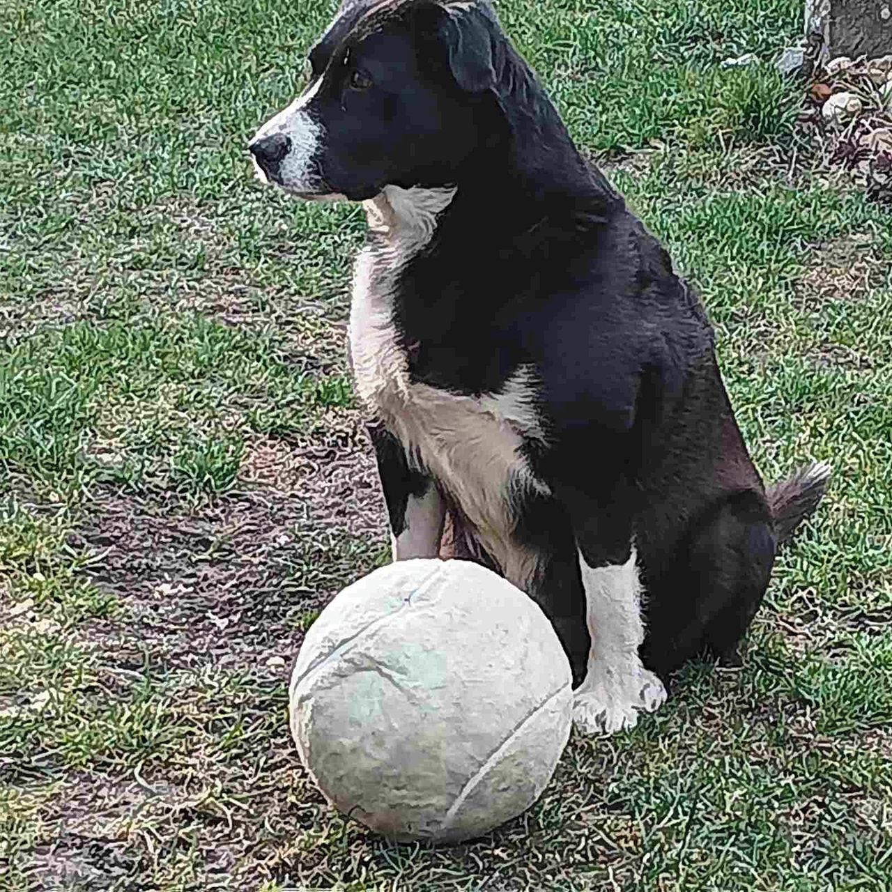 Soutěžní fotografie - Besy,  Border kolie
